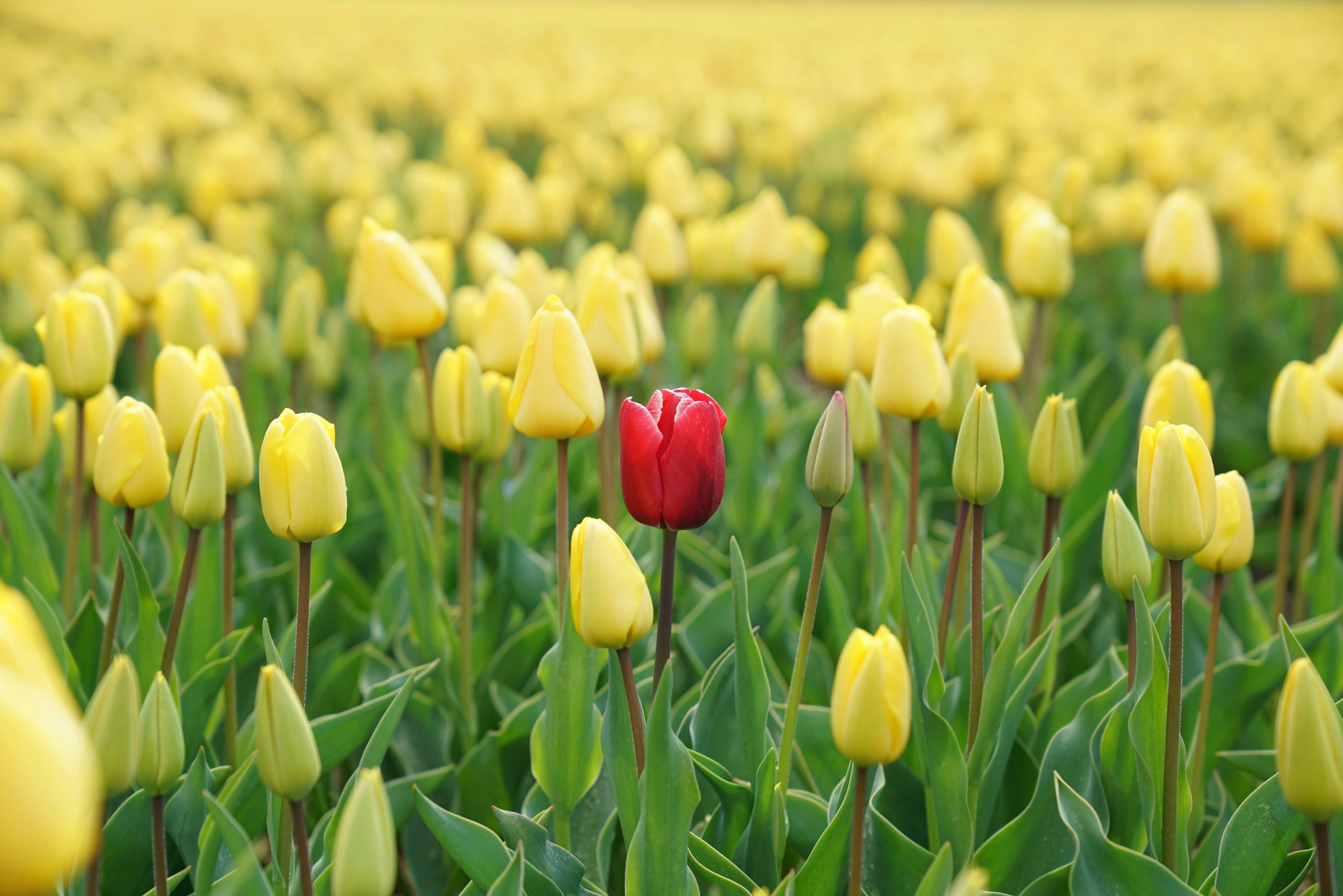 Blumenfeld mit gelben Blumen und einer einzelnen roten Blume